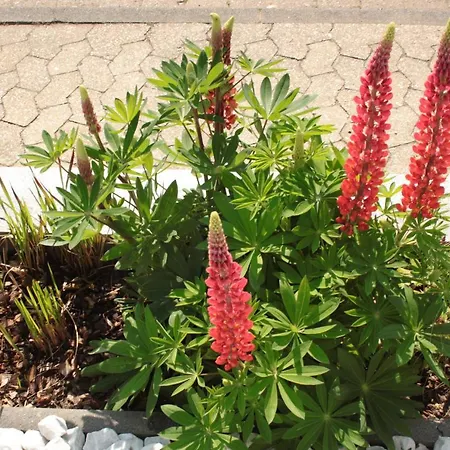 Diamond House Deluxe 9 *