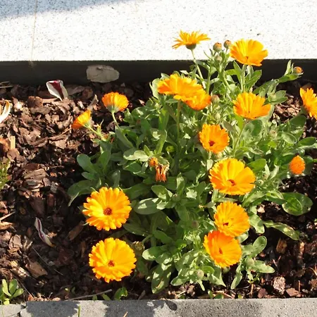 Diamond House Deluxe 9 Koblenz (Rhineland-Palatinate)