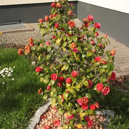 Diamond House Deluxe 9 Appartement Koblenz (Rhineland-Palatinate)