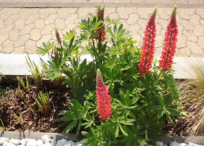 Diamond House Deluxe 9 *