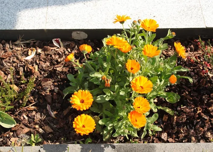 Diamond House Deluxe 9 Coblenza