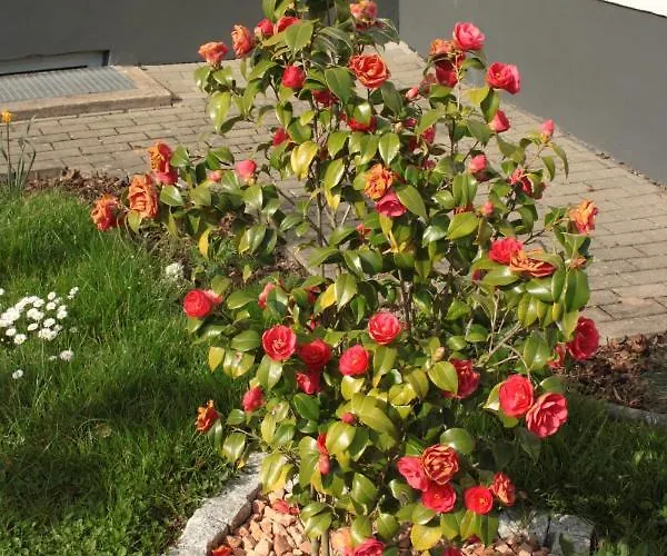 Diamond House Deluxe 9 Apartamento Coblenza