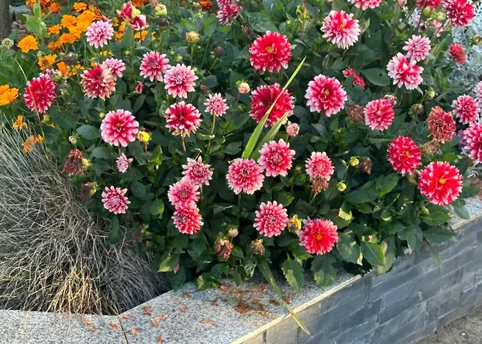 Diamond House Deluxe 9 Coblenza